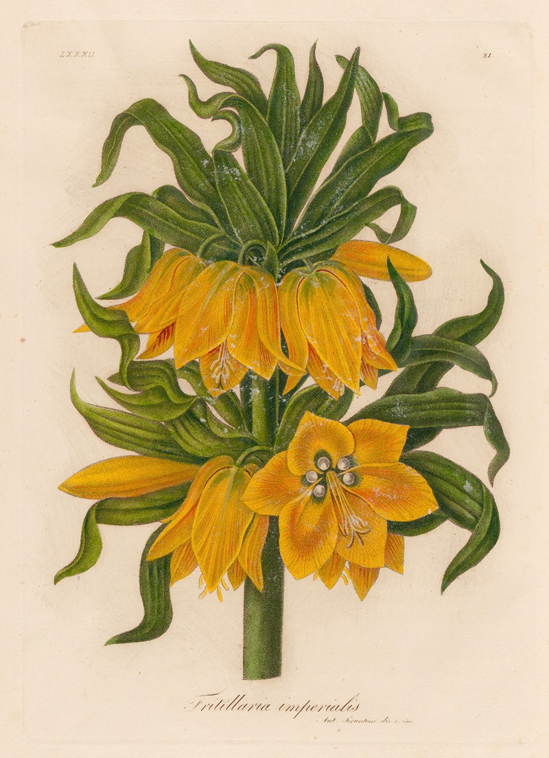 Gaetano Savi - Fritillaria imperialis