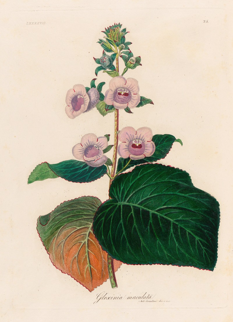 Gaetano Savi - Gloxinia maculata