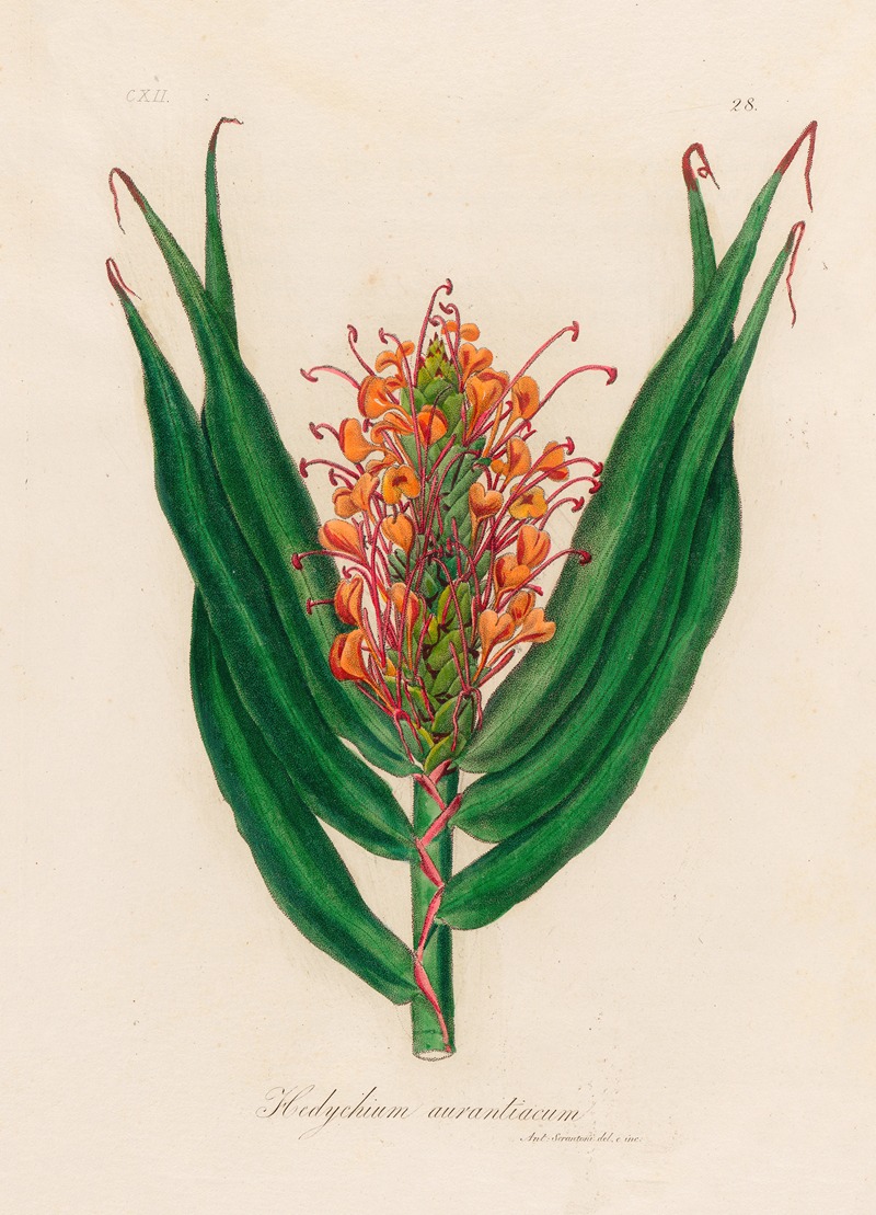 Gaetano Savi - Hedychium aurantiacum