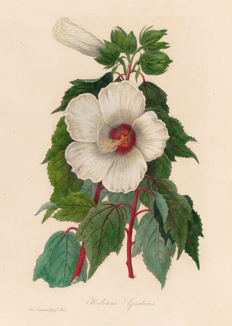 Gaetano Savi - Hibiscus Aquaticus