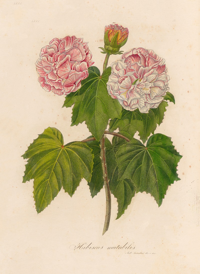 Gaetano Savi - Hibiscus mutabilis