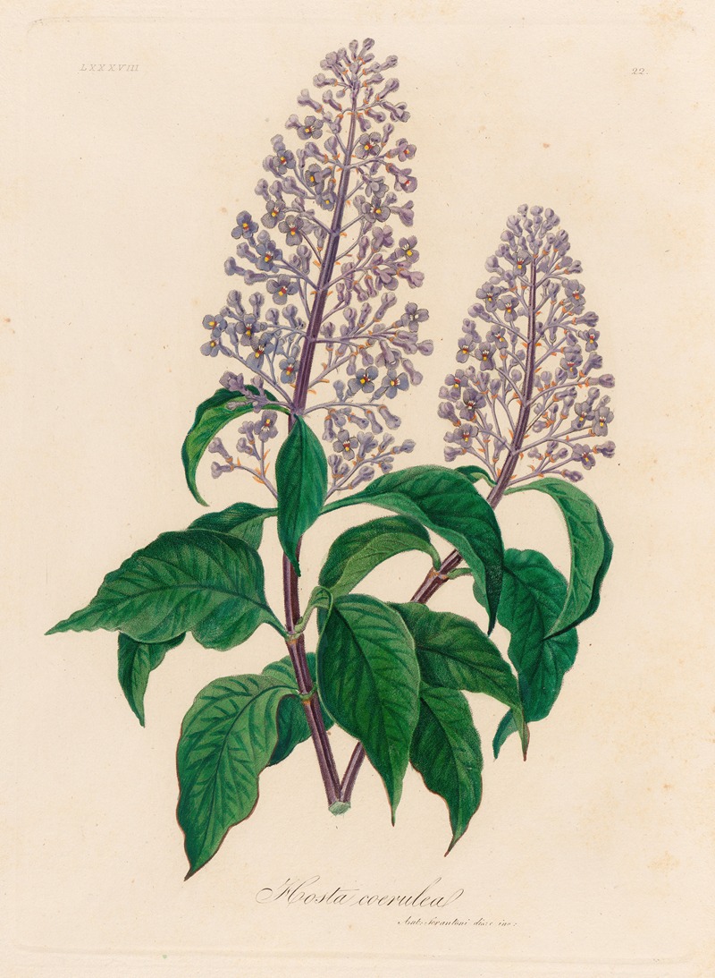 Gaetano Savi - Hosta coerulea