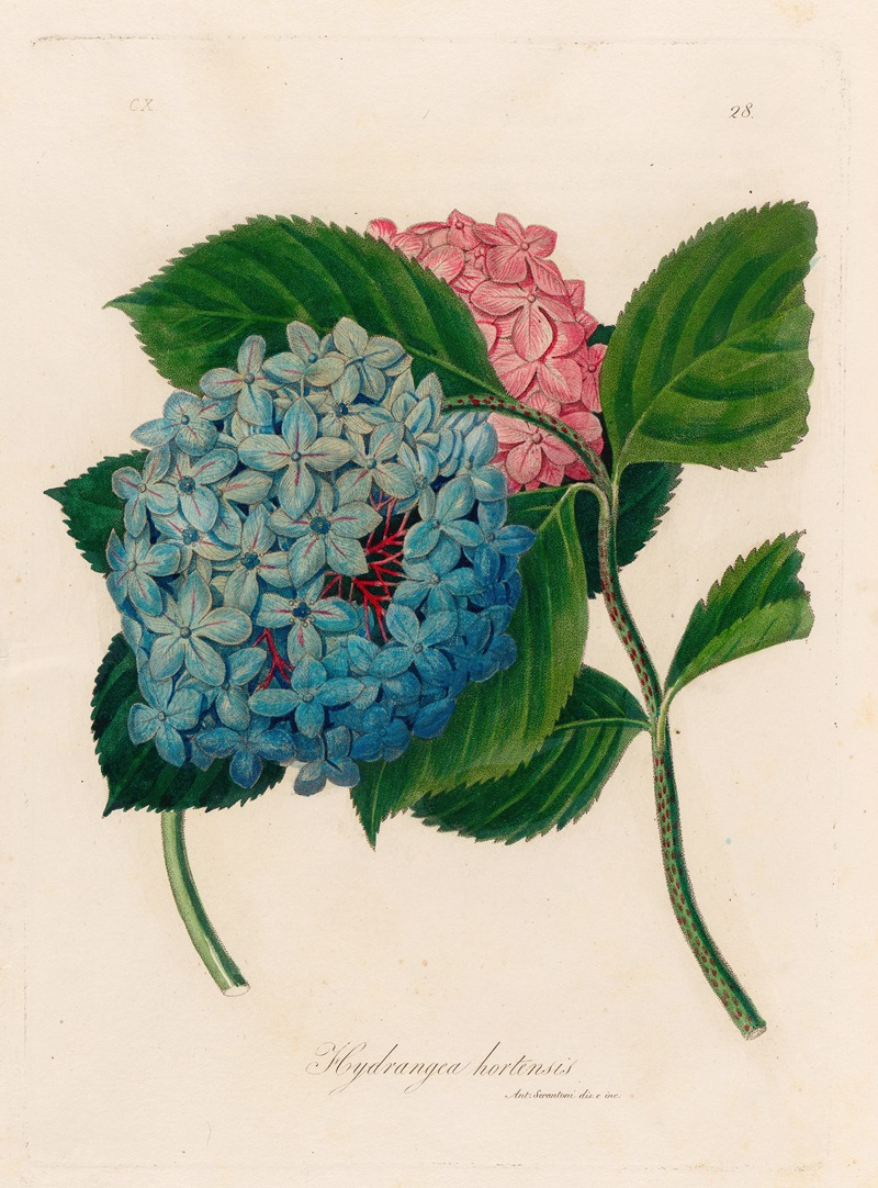 Gaetano Savi - Hydrangea hortensis