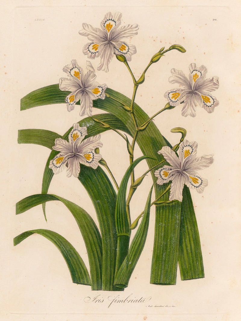 Gaetano Savi - Iris fimbriata