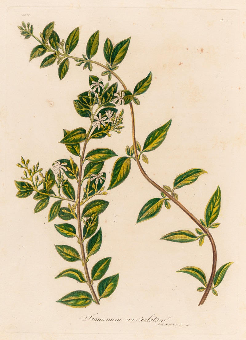 Gaetano Savi - Jasminum auriculatum