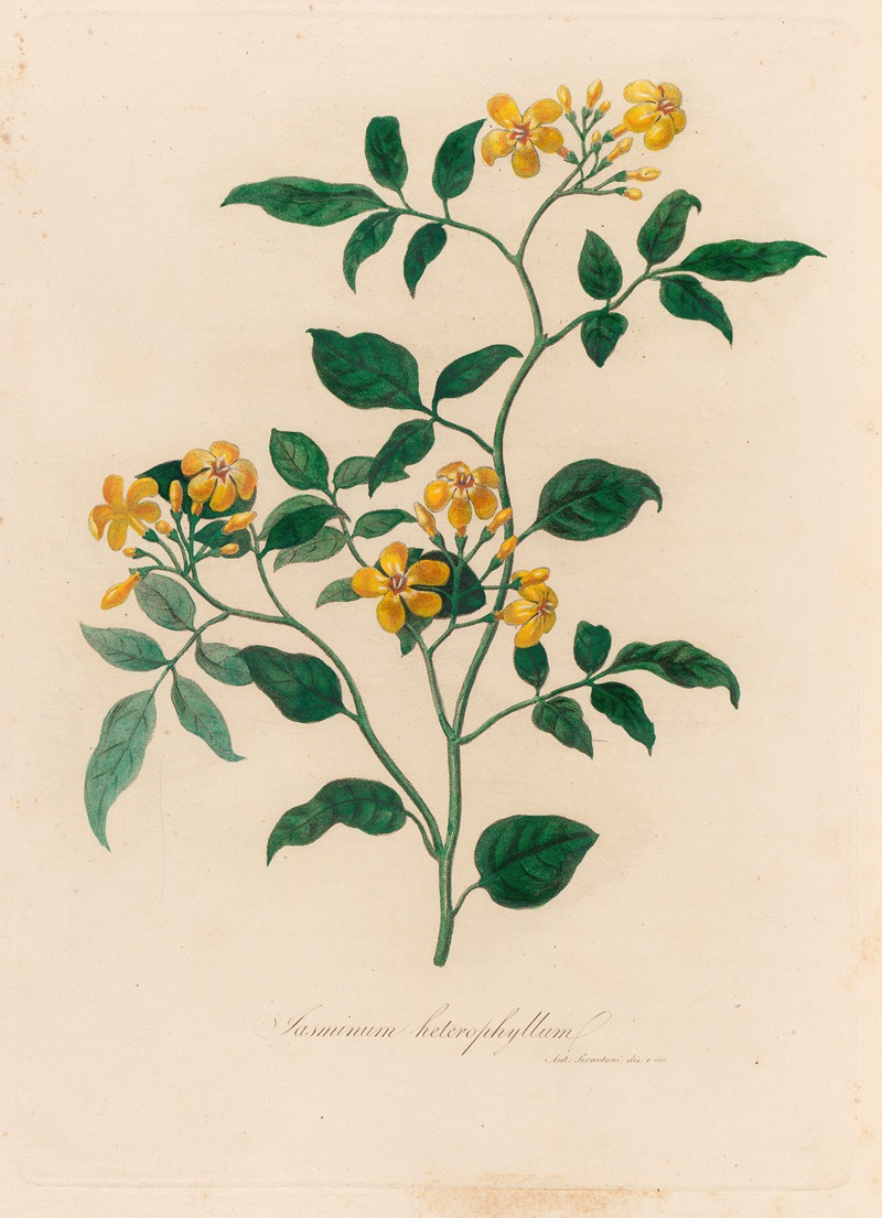 Gaetano Savi - Jasminum heterophyllum