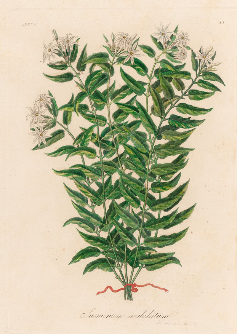 Gaetano Savi - Jasminum undulatum