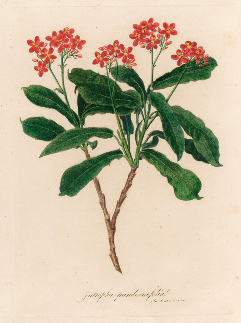 Gaetano Savi - Jatropha panduraefolia