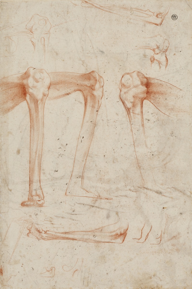 Rosso Fiorentino - Studies of legs, knees and arms