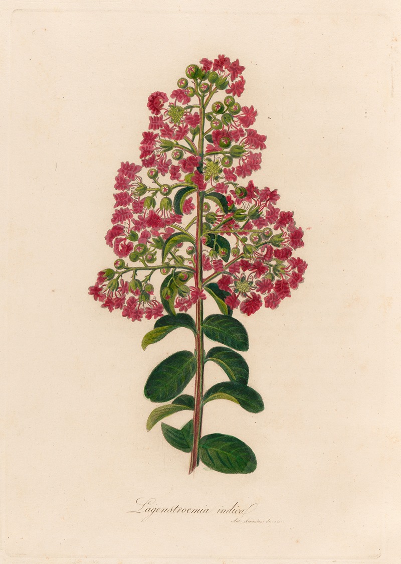 Gaetano Savi - Lagenstroemia indica