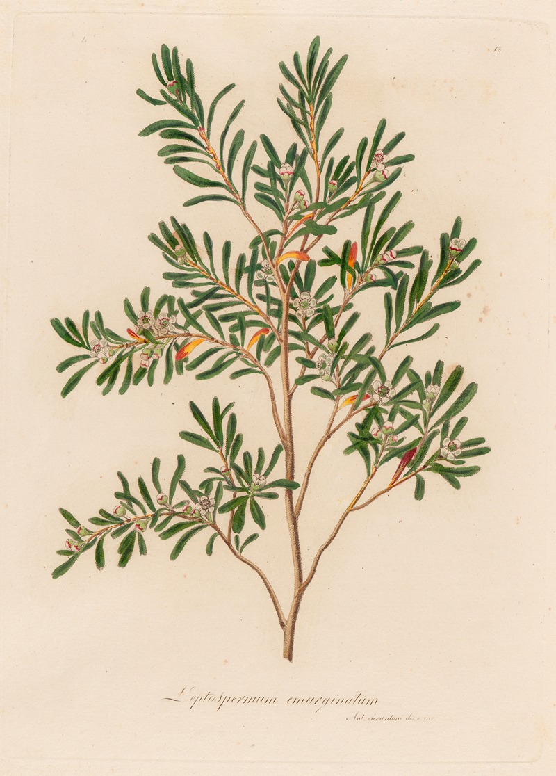 Gaetano Savi - Leptospermum emarginatum