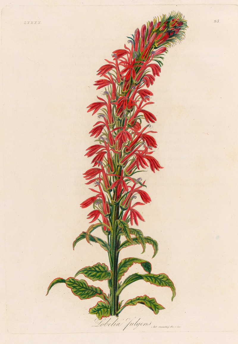 Gaetano Savi - Lobelia fulgens