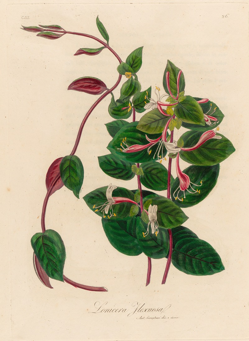 Gaetano Savi - Lonicera Flexuosa