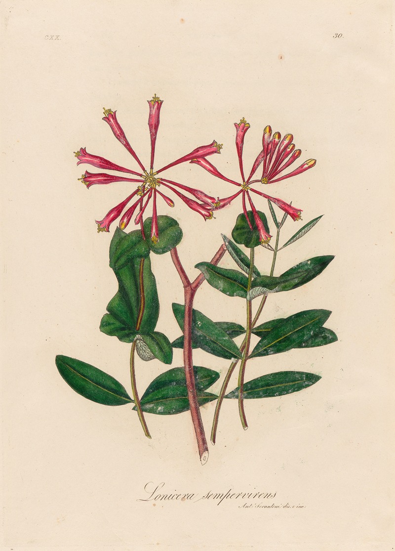 Gaetano Savi - Lonicera sempervirens