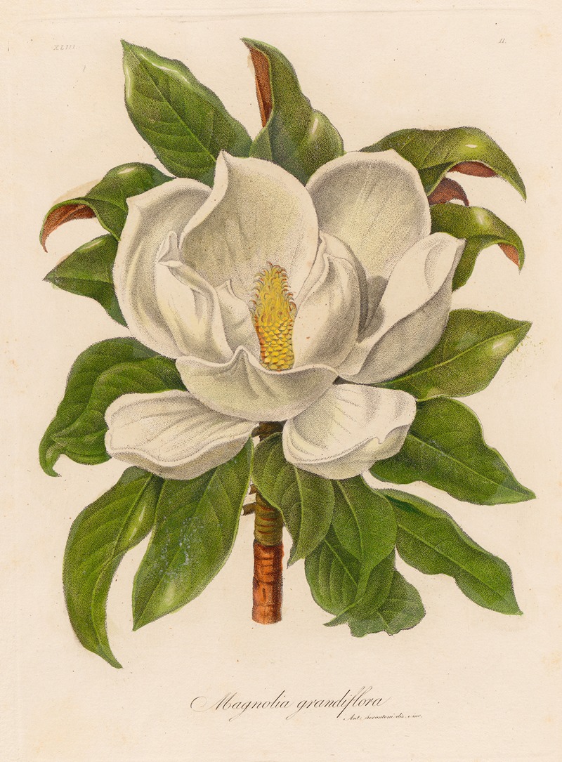 Gaetano Savi - Magnolia grandiflora