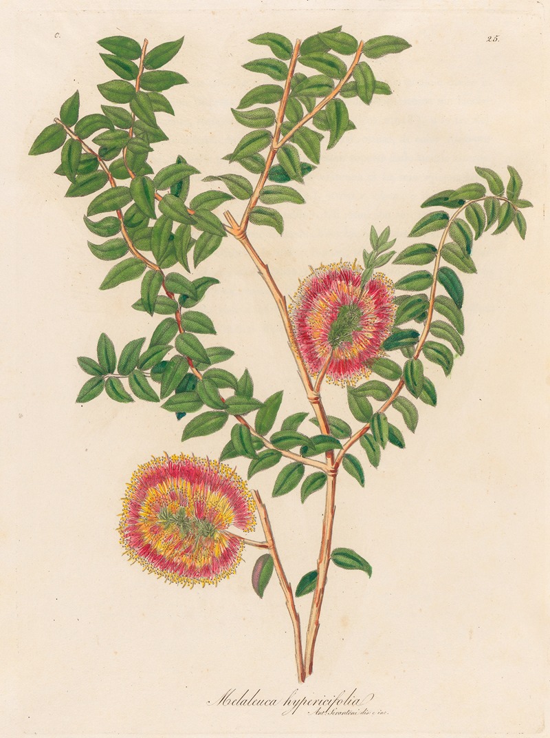 Gaetano Savi - Melaleuca hypericifolia