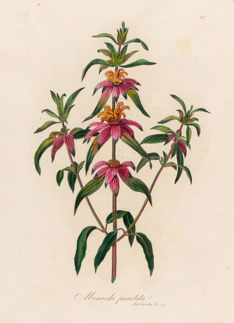 Gaetano Savi - Monarda punctata