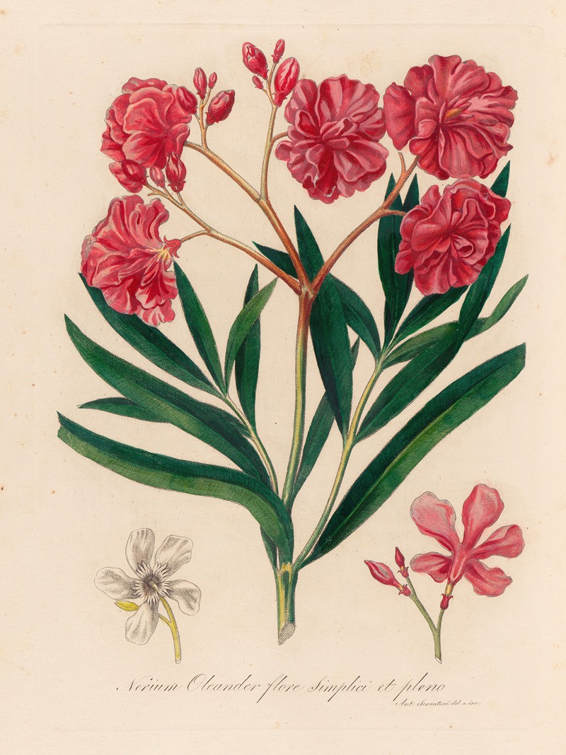 Gaetano Savi - Nerium Oleander flore simplici et pleno