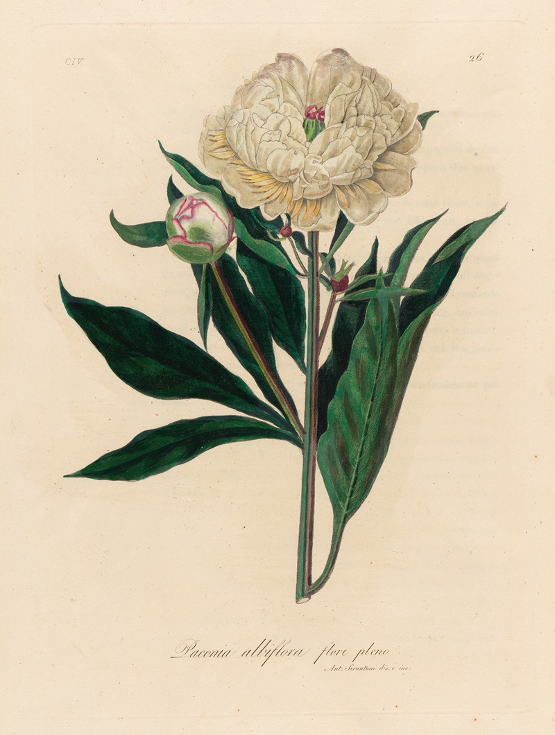 Gaetano Savi - Paeonia albiflora flore pleno