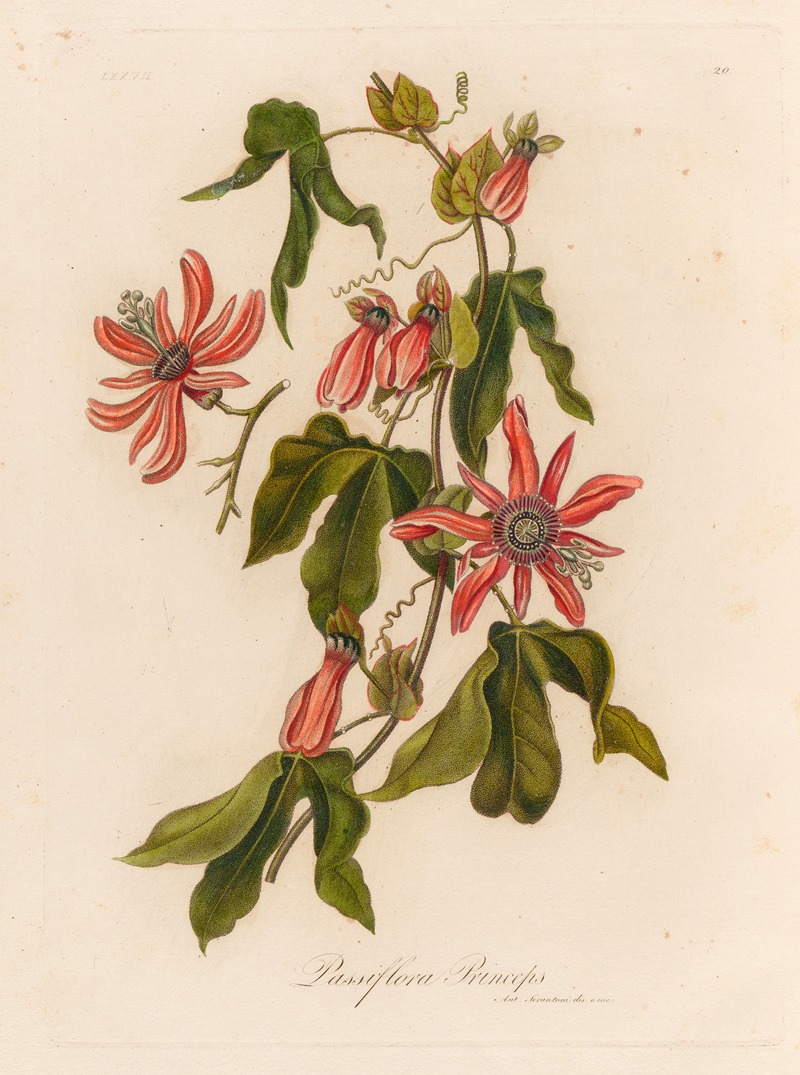 Gaetano Savi - Passiflora Princeps.