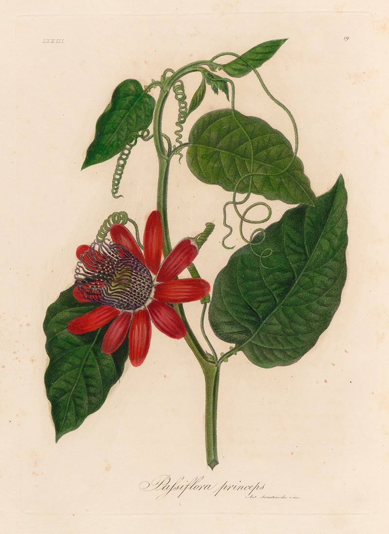 Gaetano Savi - Passiflora princeps