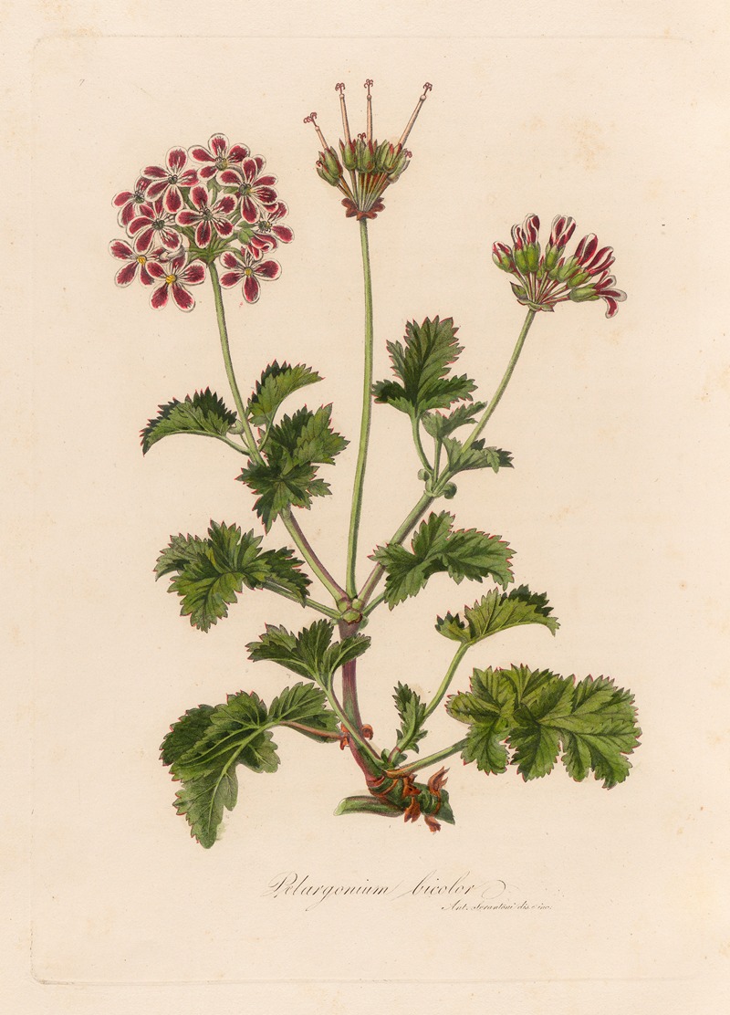 Gaetano Savi - Pelargonium bicolor