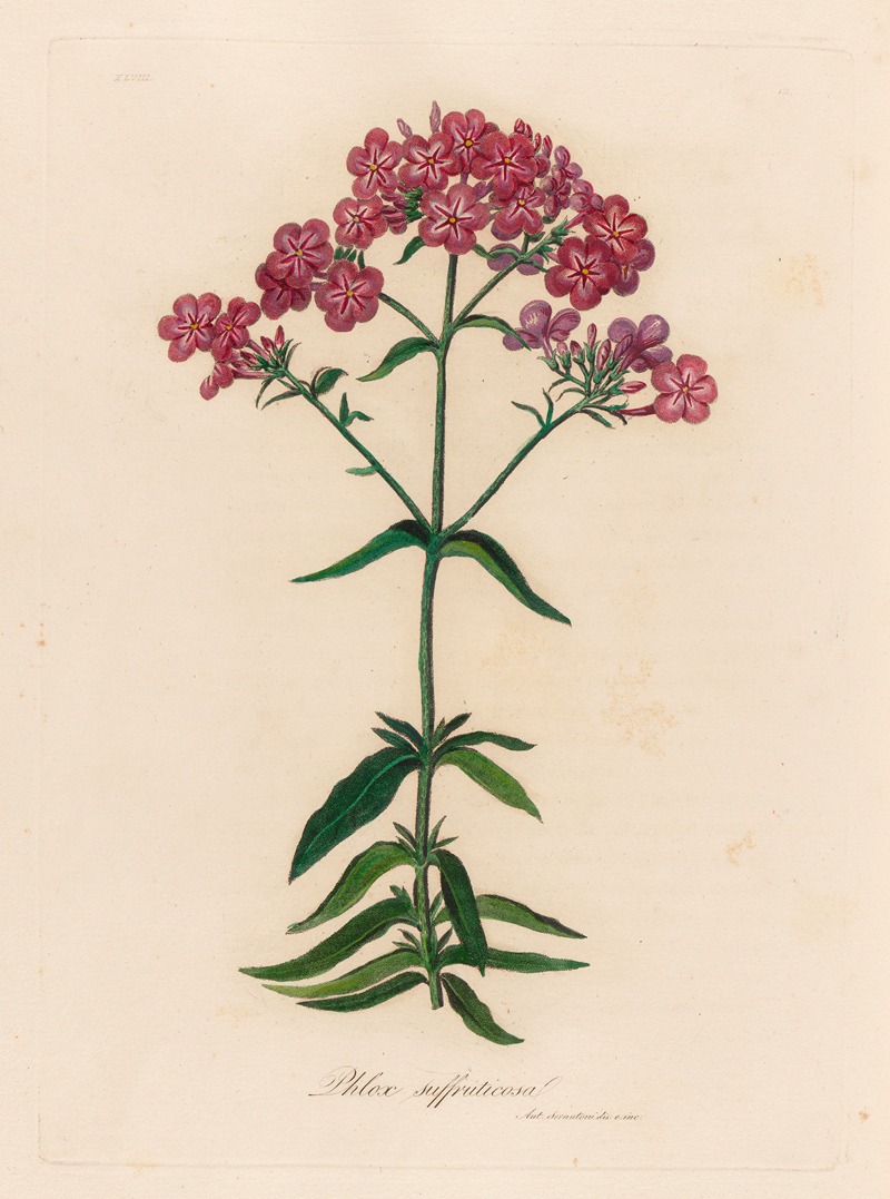 Gaetano Savi - Phlox suffruticosa