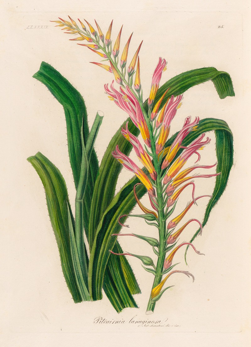 Gaetano Savi - Pitcairnia lanuginosa