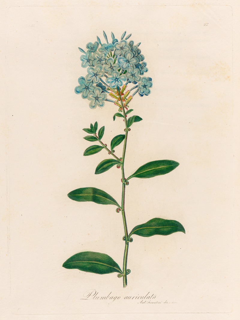 Gaetano Savi - Plumbago auriculata