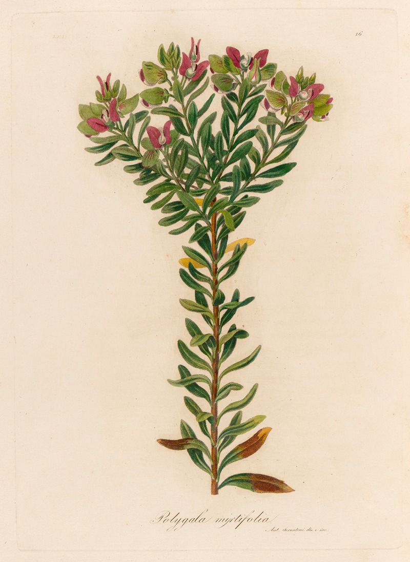 Gaetano Savi - Polygala myrtifolia