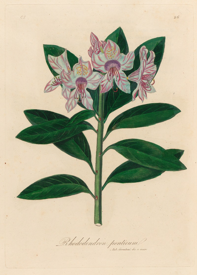 Gaetano Savi - Rhododendron ponticum