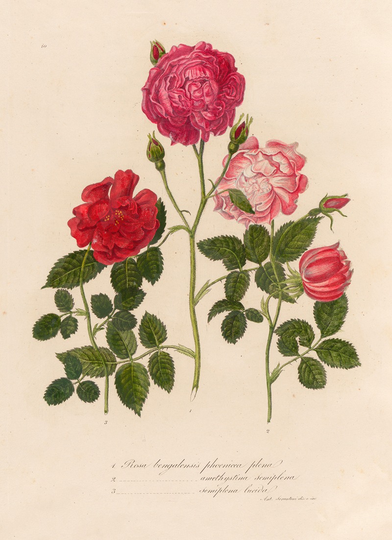 Gaetano Savi - Rosa bengalensis phoenicca plena [and] 2. Rosa bengalensis amethystina semiplena [and] 3. Rosa bengalensis semiplena lucida