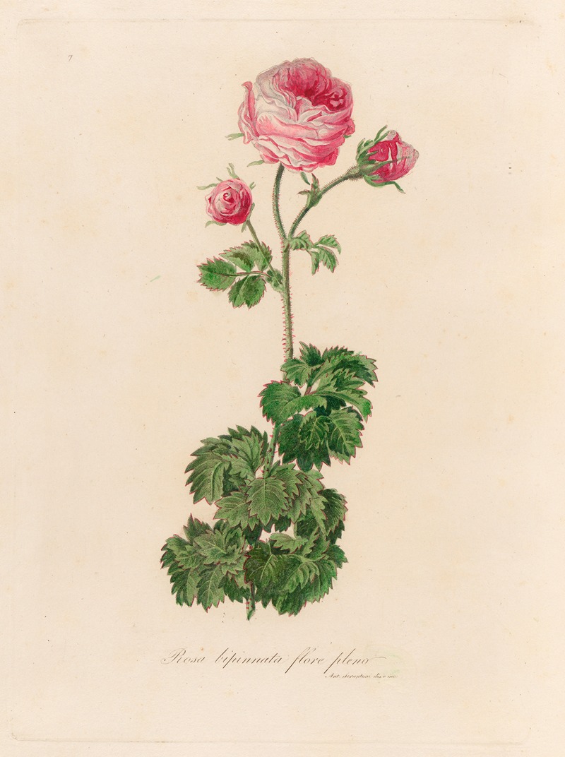 Gaetano Savi - Rosa bipinnata flore pleno