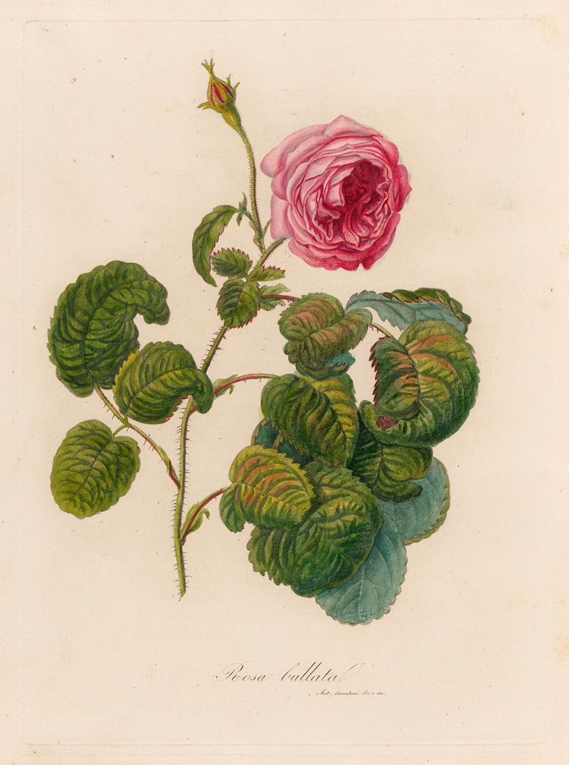 Gaetano Savi - Rosa bullata