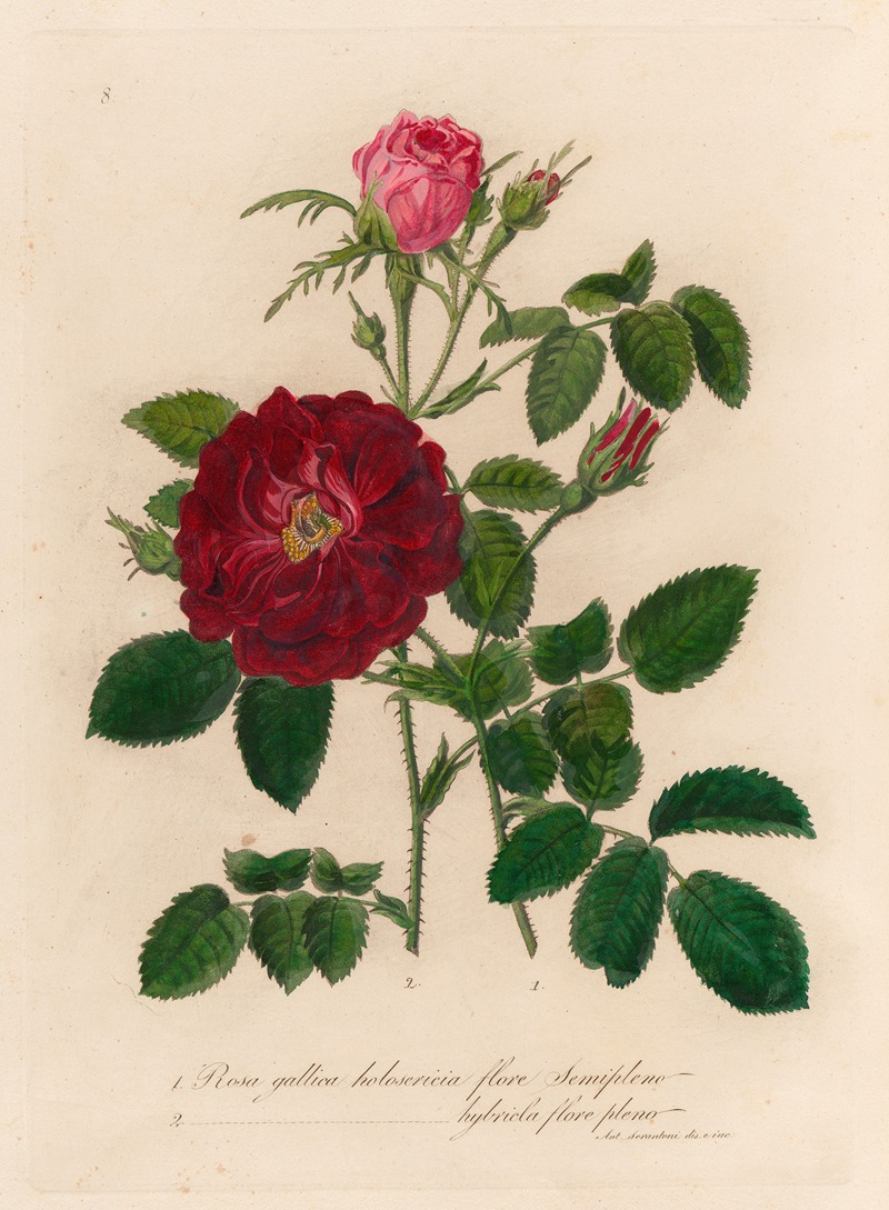 Gaetano Savi - Rosa gallica holosericia flore Semipleno [and] 2. Rosa gallica holosericia hybricla flore pleno