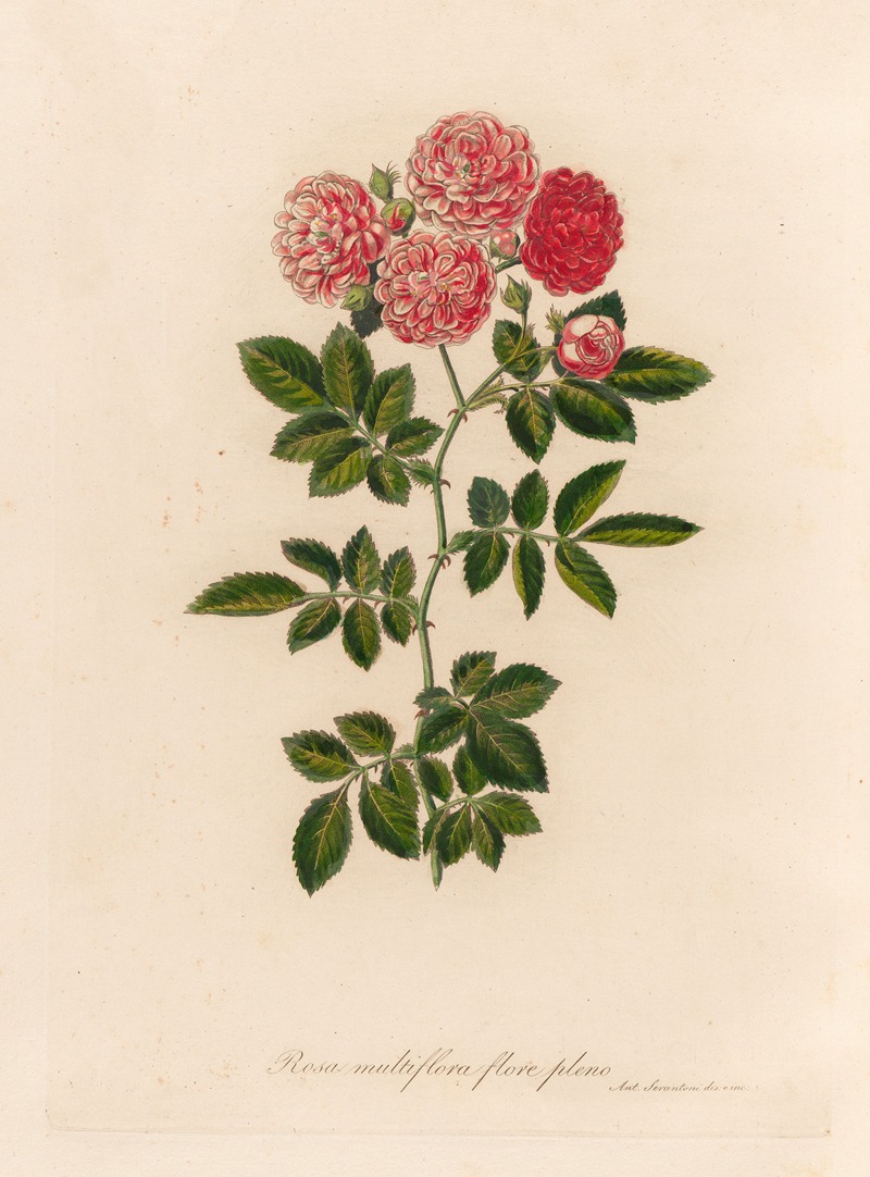 Gaetano Savi - Rosa multiflora flore pleno