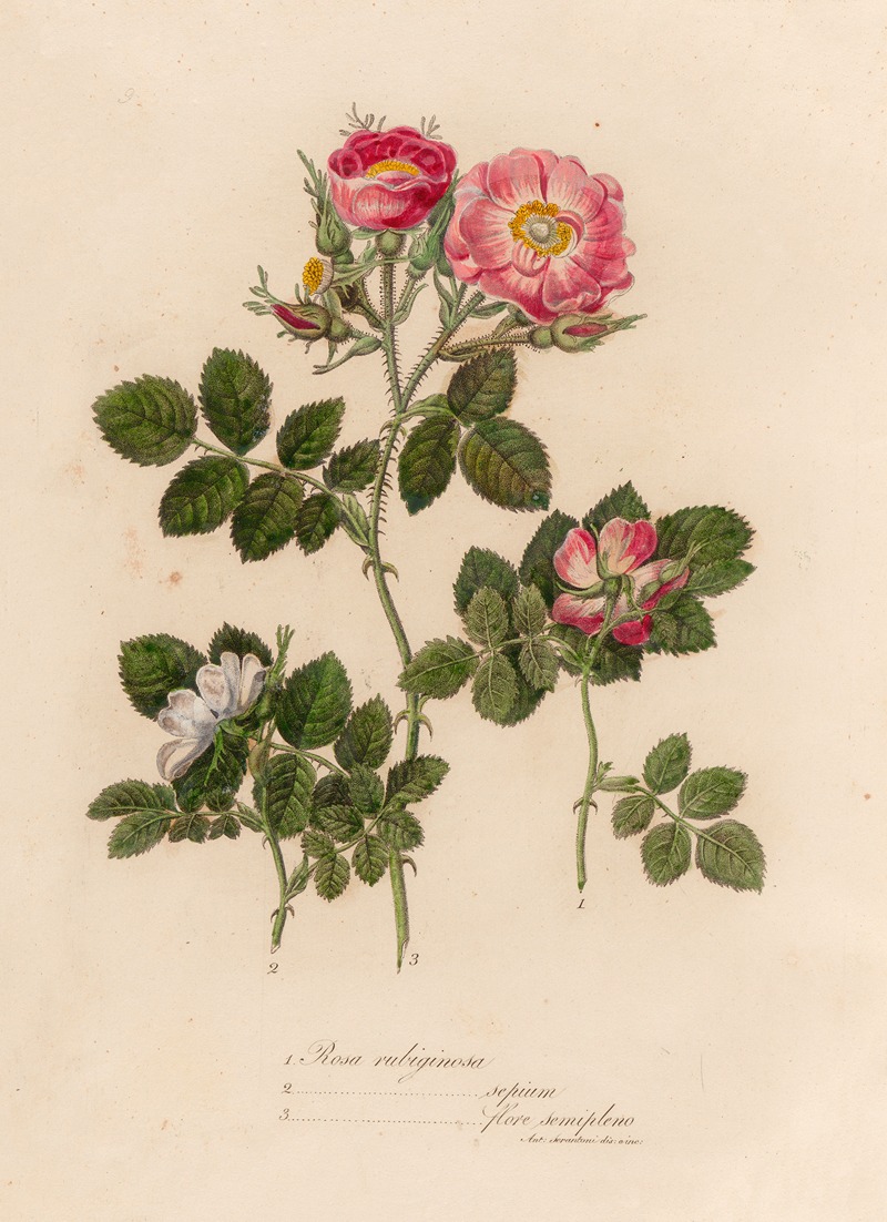 Gaetano Savi - Rosa rubiginosa [and] 2. Rosa rubiginosa sepium [and] 3. Rosa rubiginosa flore semipleno