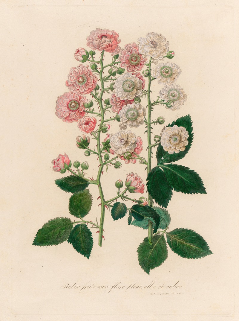 Gaetano Savi - Rubus fruticosus flore pleno, albo et rubro