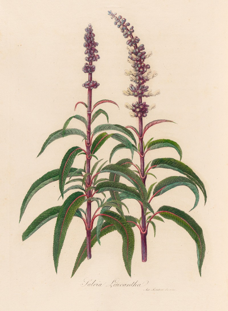 Gaetano Savi - Salvia Leucantha