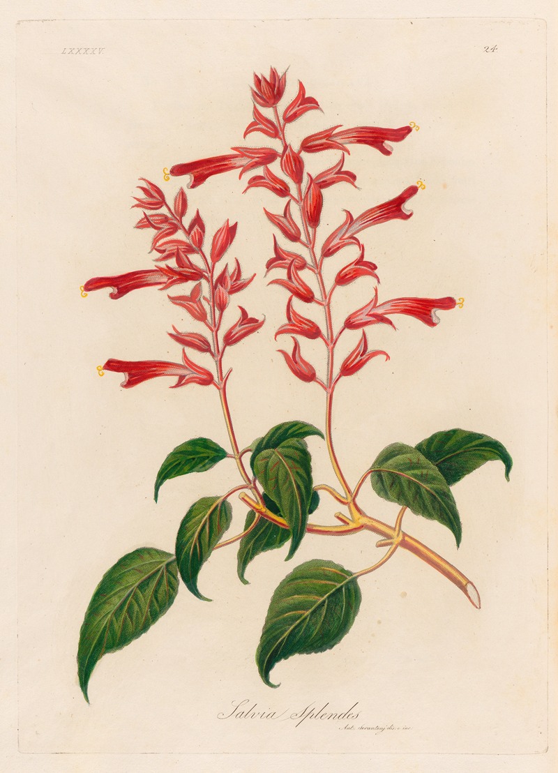 Gaetano Savi - Salvia Splendes