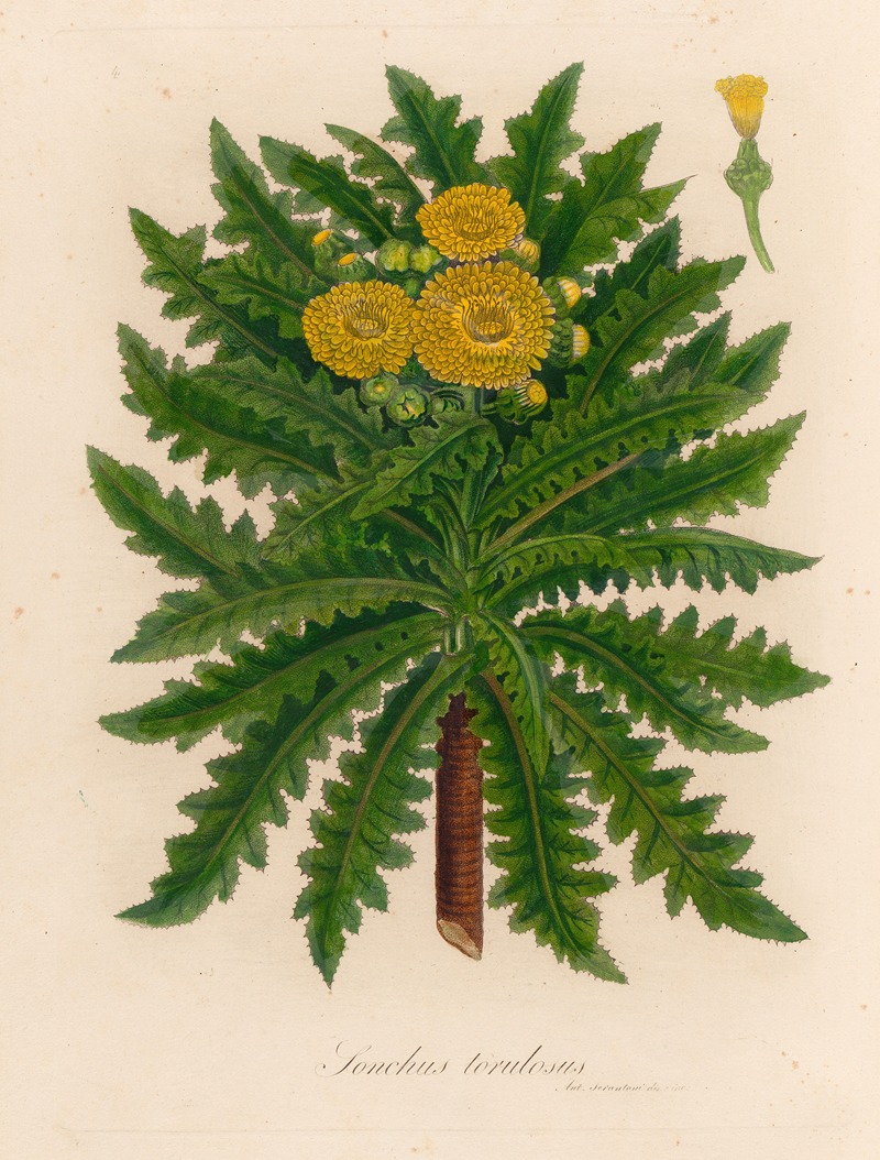 Gaetano Savi - Sonchus torulosus