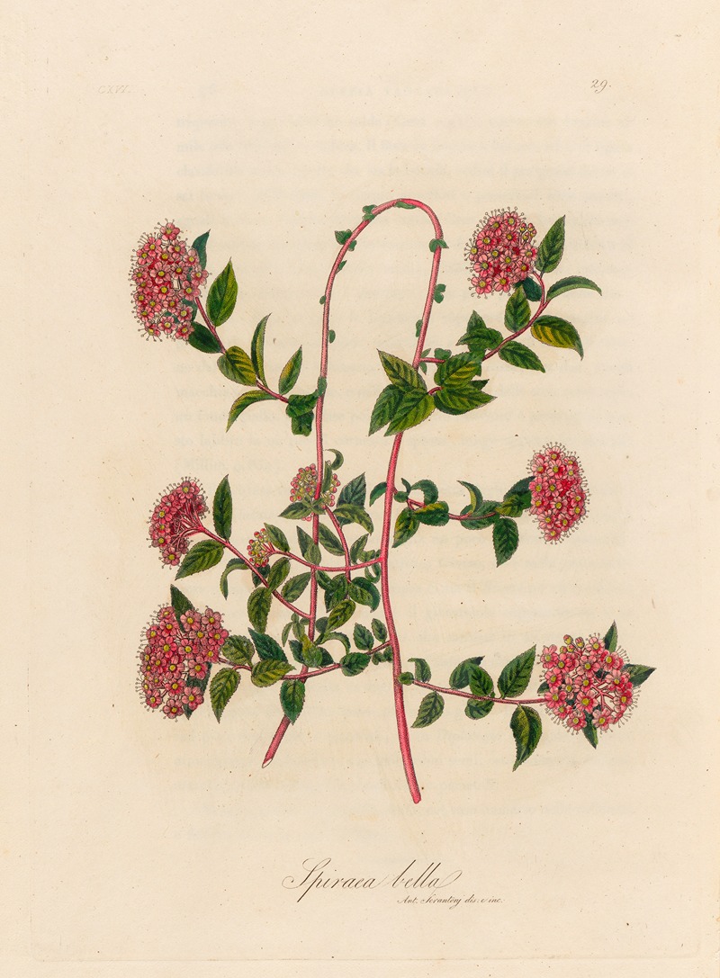 Gaetano Savi - Spiraea bella