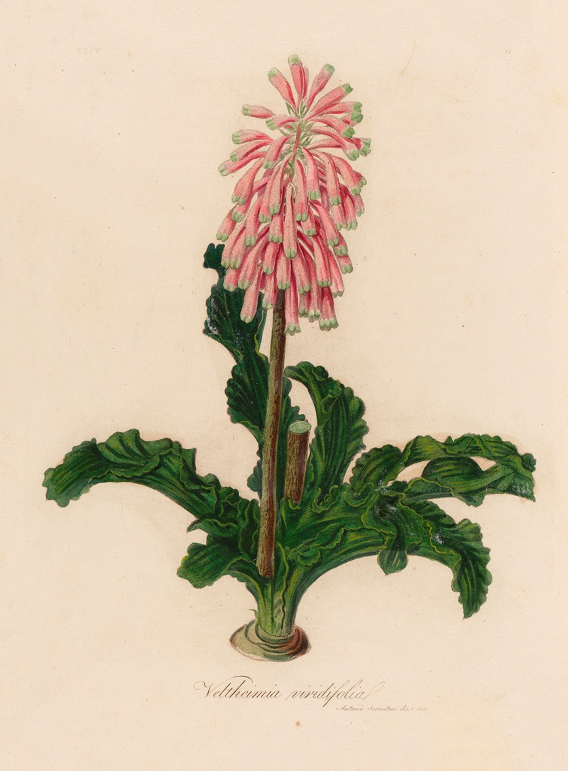 Gaetano Savi - Veltheimia viridifolia