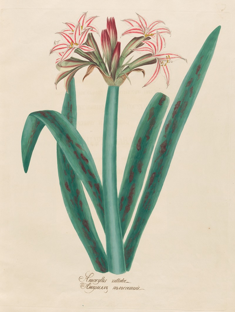 Petr Martynovich Gofman - Amaryllis vittata