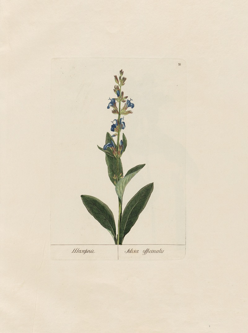 Petr Martynovich Gofman - Salvia officinalis