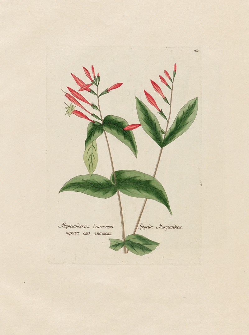 Petr Martynovich Gofman - Spigelia Marylandica