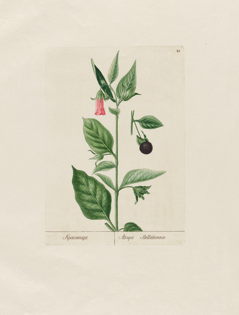 Petr Martynovich Gofman - Atropa Belladonna