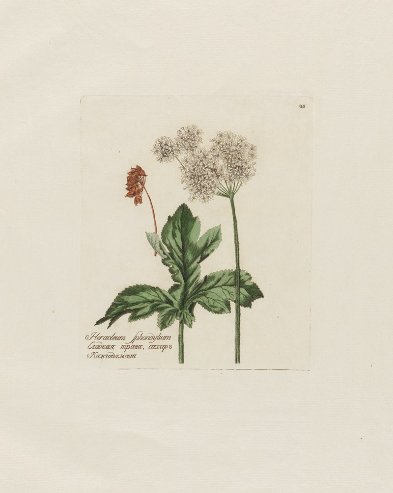 Petr Martynovich Gofman - Heracleum Sphondylium