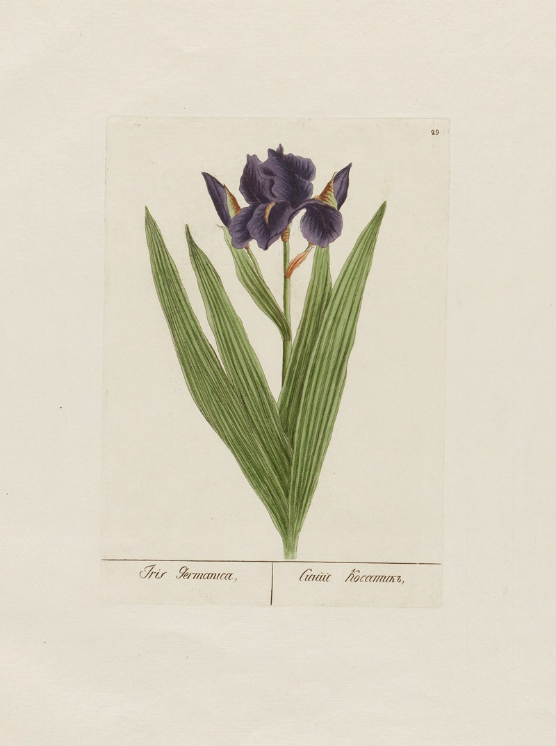 Petr Martynovich Gofman - Iris Germanica