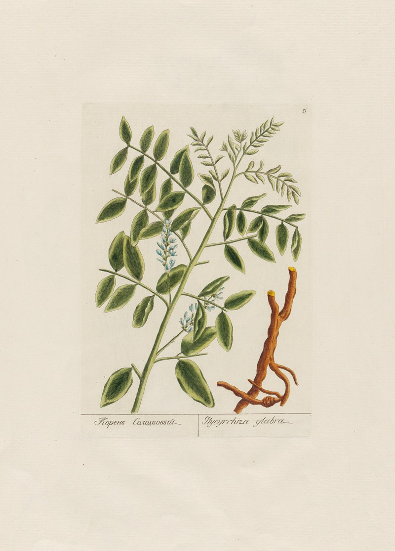 Petr Martynovich Gofman - Glycyrrhiza glabra